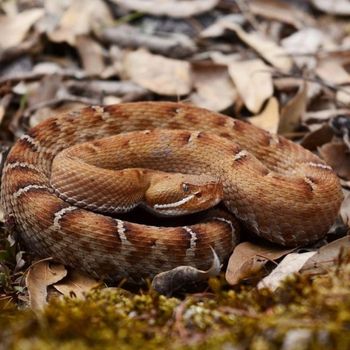 Adult Arizona Ridge-Nosed Rattlesnake