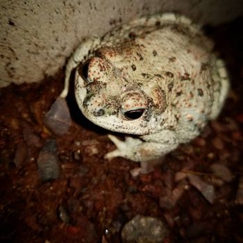 Adult Arizona Toad