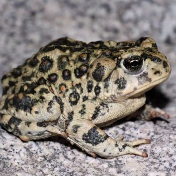 Adult Arroyo Toad