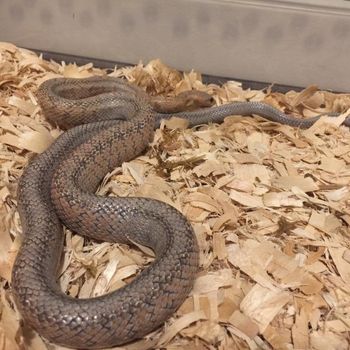 Adult Baird’s Rat Snake