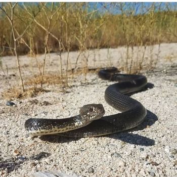 Adult Baja California Coachwhip