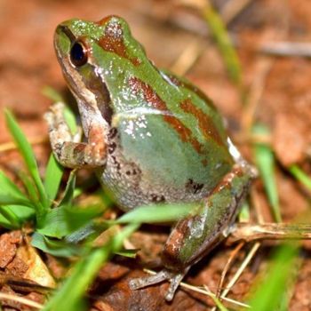 Adult Baja California Tree Frog