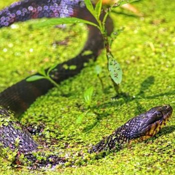 Adult Banded Water Snake