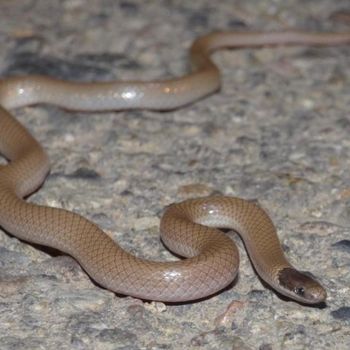 Adult Big Bend Blackheaded Snake