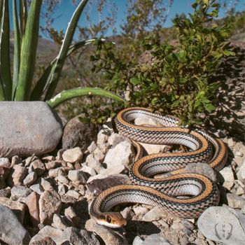 Adult Big Bend Patchnose Snake