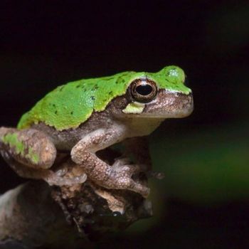 Adult Bird-voiced Tree Frog