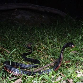 Adult Black Hills Red-Bellied Snake