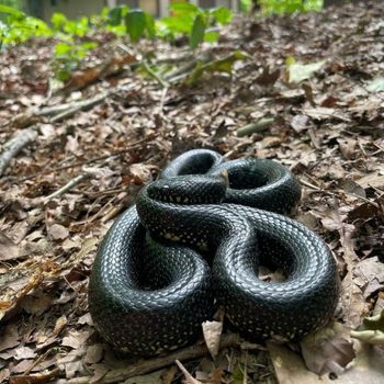 Adult Black Kingsnake