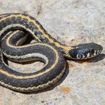 Adult Black-Necked Garter Snake