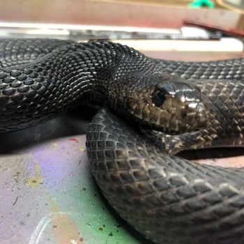 Adult Black Pine Snake