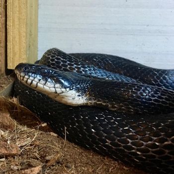 Adult Black Rat Snake