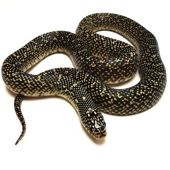 Adult Black Speckled Kingsnake