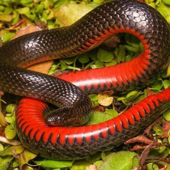 Adult Black Swamp Snake