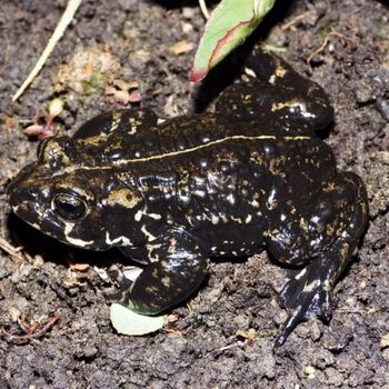 Adult Black Toad