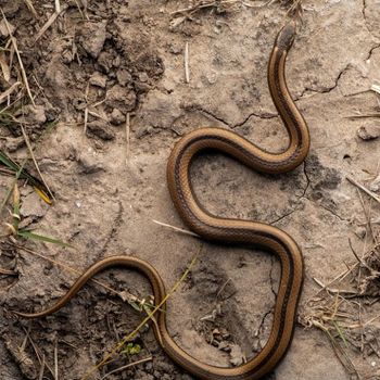 Adult Black-striped Snake