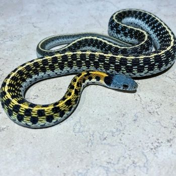 Adult Blackneck Garter Snake