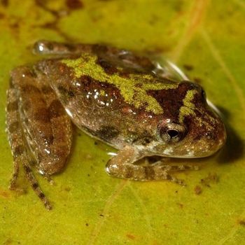 Adult Blanchard's Cricket Frog