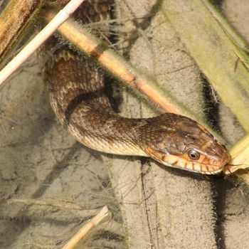 Adult Blotched Water Snake