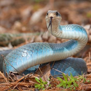 Adult Blue Racer