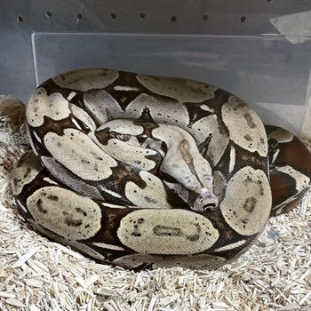 Adult Boa constrictor