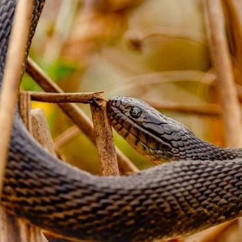 Adult Brazos Water Snake