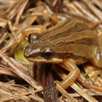 Adult Brimley’s Chorus Frog