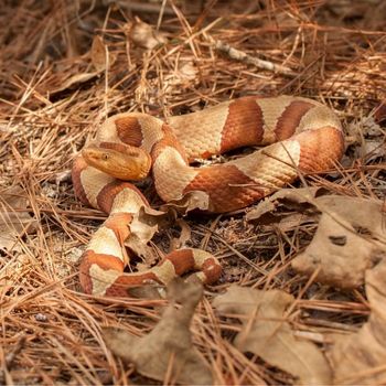 Adult Broad-banded Copperhead