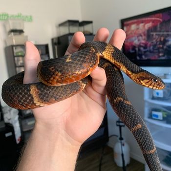 Adult Broad-banded Water Snake