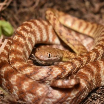 Adult Brown Tree Snake