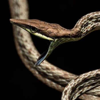 Adult Brown Vine Snake