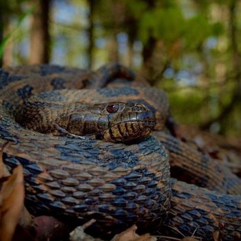 Adult Brown Water Snake