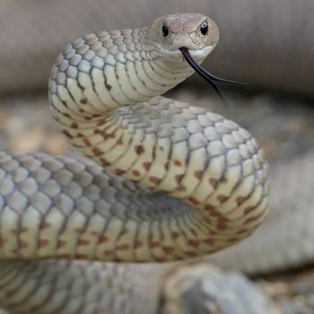 Adult Brownsnake