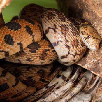 Adult Bullsnake