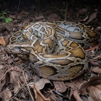 Fully Grown Burmese python