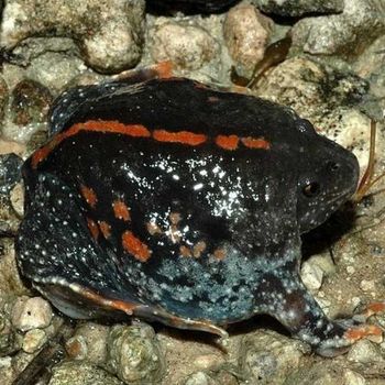 Adult Burrowing Toad