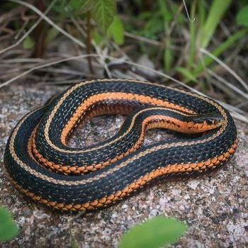 Adult Butler’s Gartersnake