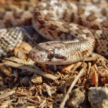 Adult California Glossy Snake