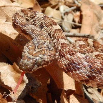 Adult California Lyresnake