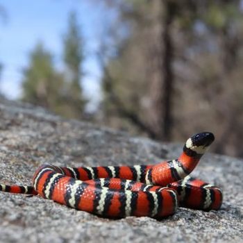 Adult California Mountain Kingsnake