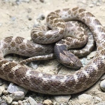 Adult California Nightsnake