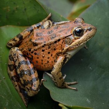 Adult California Red-legged Frog