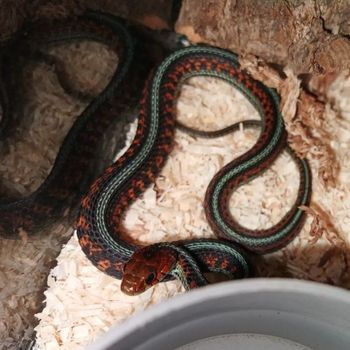 Adult California Red-sided Garter Snake