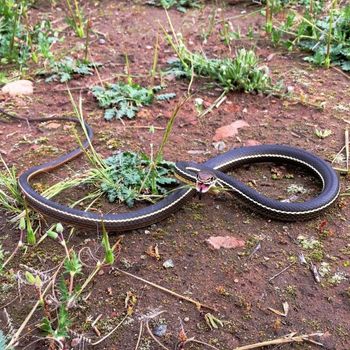 Adult California Striped Racer