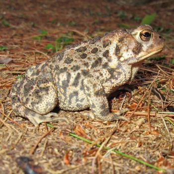 Adult Canadian Toad