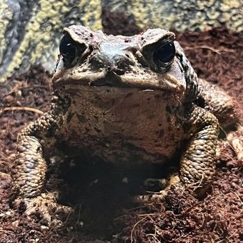 Adult Cane Toad