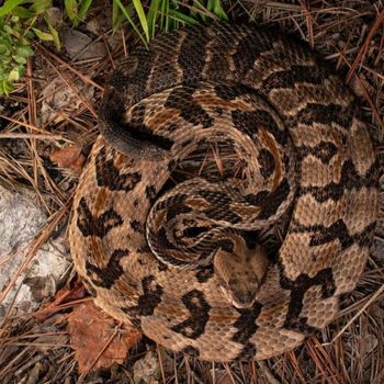 Adult Canebrake rattlesnake