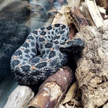 Adult Carolina Pygmy Rattlesnake