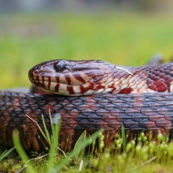 Adult Carolina Watersnake