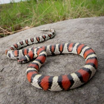 Adult Central Plains Milksnake