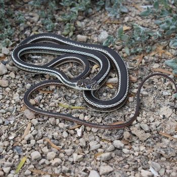 Adult Central Texas Whipsnake